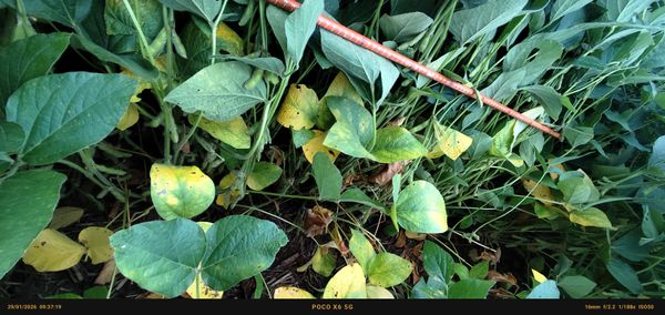 Identificação da planta Soja por foto