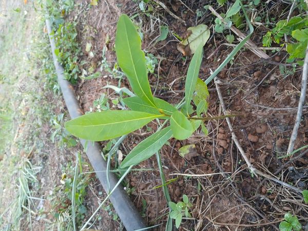 Identificação da planta Cabeludinha por foto