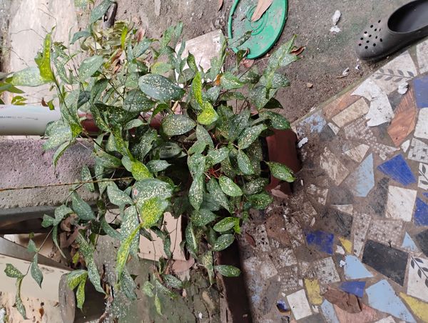 Identificação da planta Pleomele por foto
