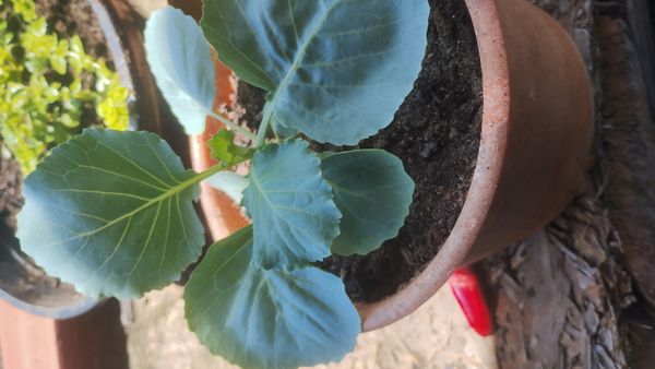 Identificação da planta Couve por foto