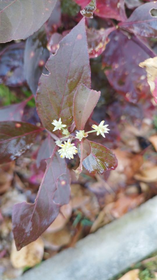 Identificação da planta Pinicilina por foto