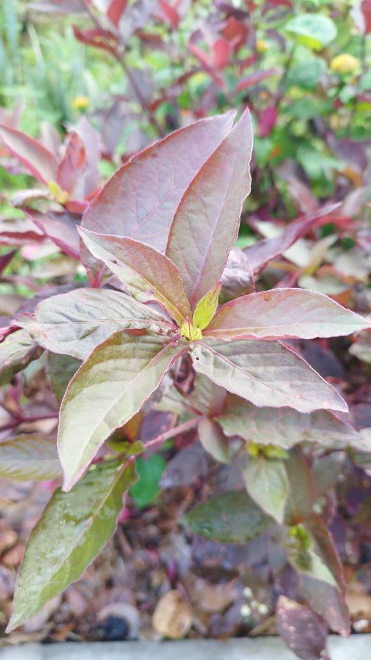 Identificação da planta Penicuíca por foto