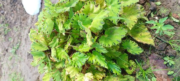 Identificação da planta Begônia Redonda por foto
