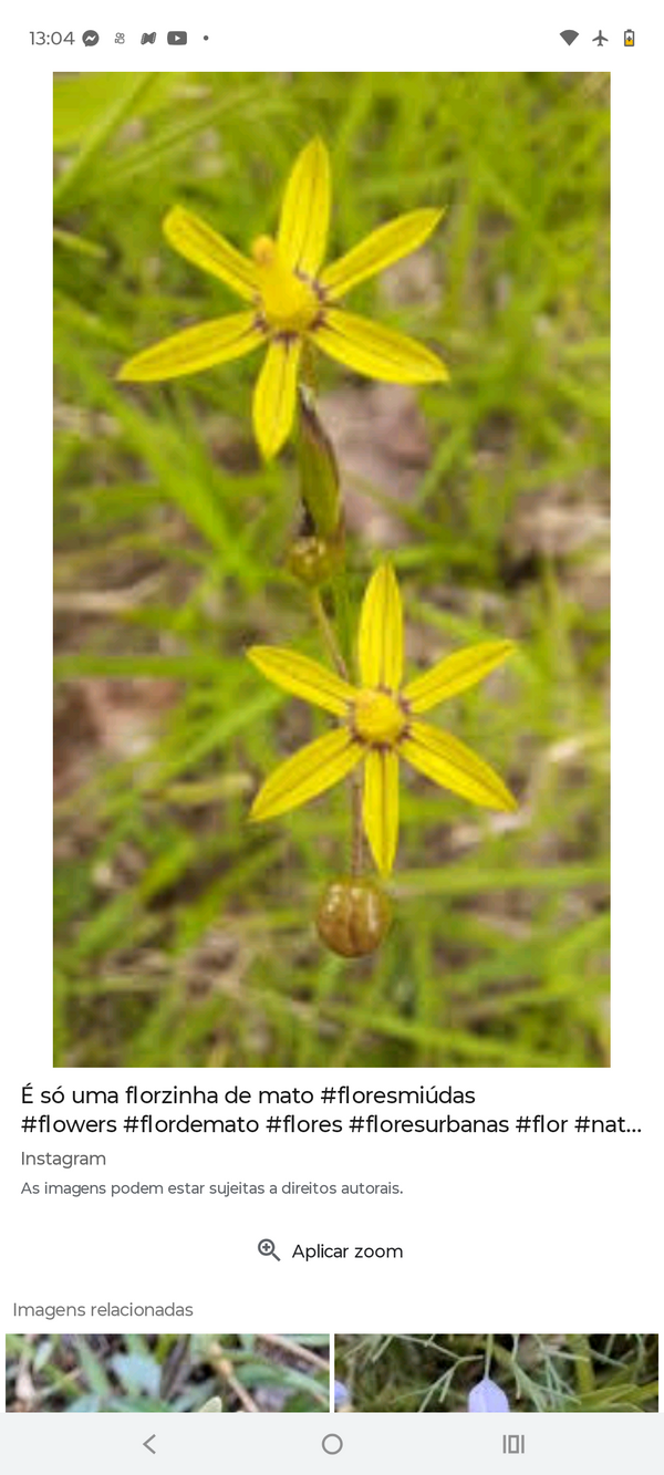 Identificação da planta Desconhecido por foto