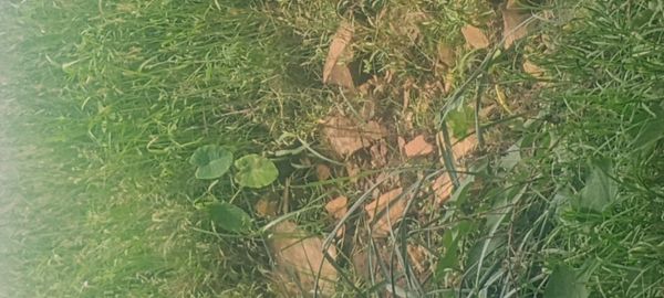 Identificação da planta taioba por foto