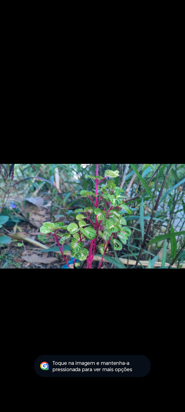 Identificação da planta Bredinho-difuso por foto