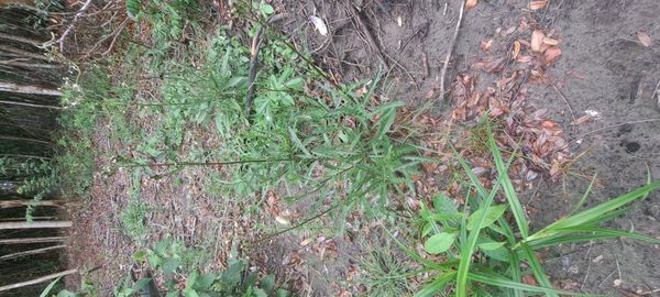Identificação da planta Desconhecido por foto