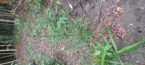 Identificação da planta Desconhecido por foto
