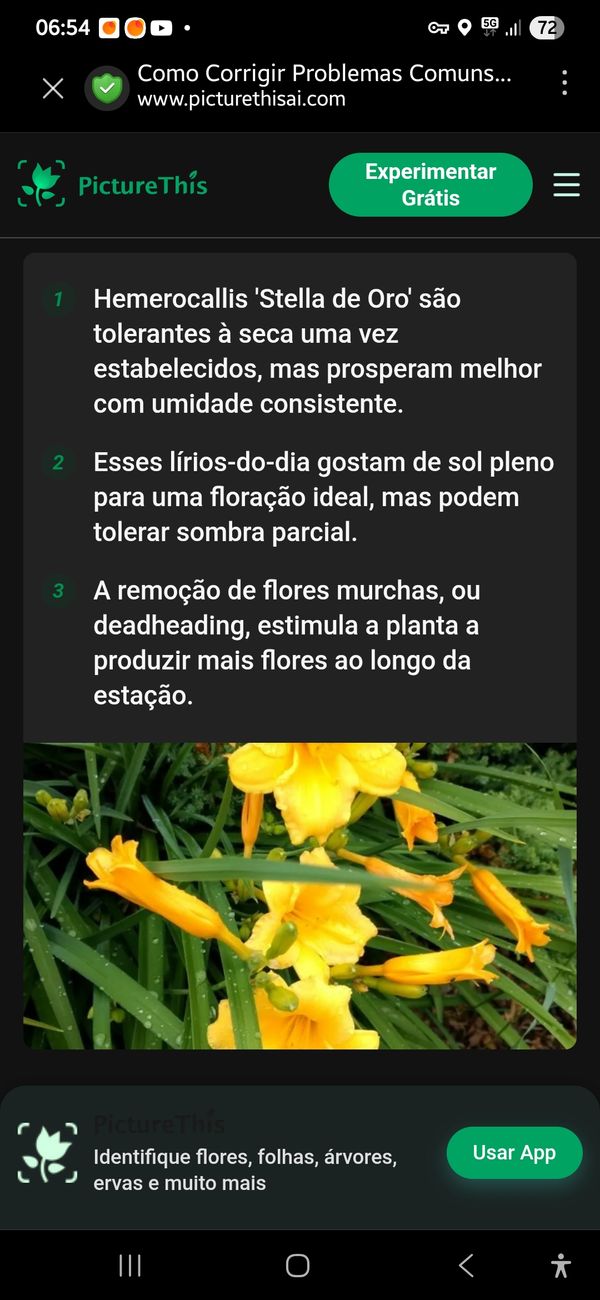 Identificação da planta Lírio-amarelo por foto