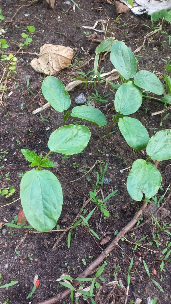 Identificação da planta Vinagreira por foto