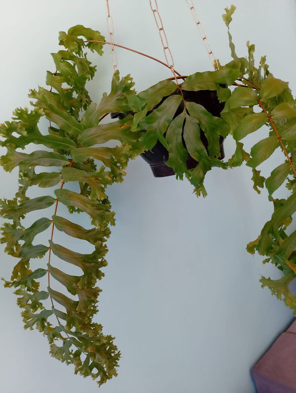Identificação da planta SAMAMBAIA por foto