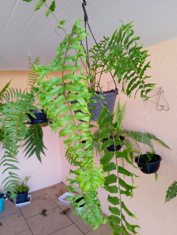 Identificação da planta Samambaia-espada por foto