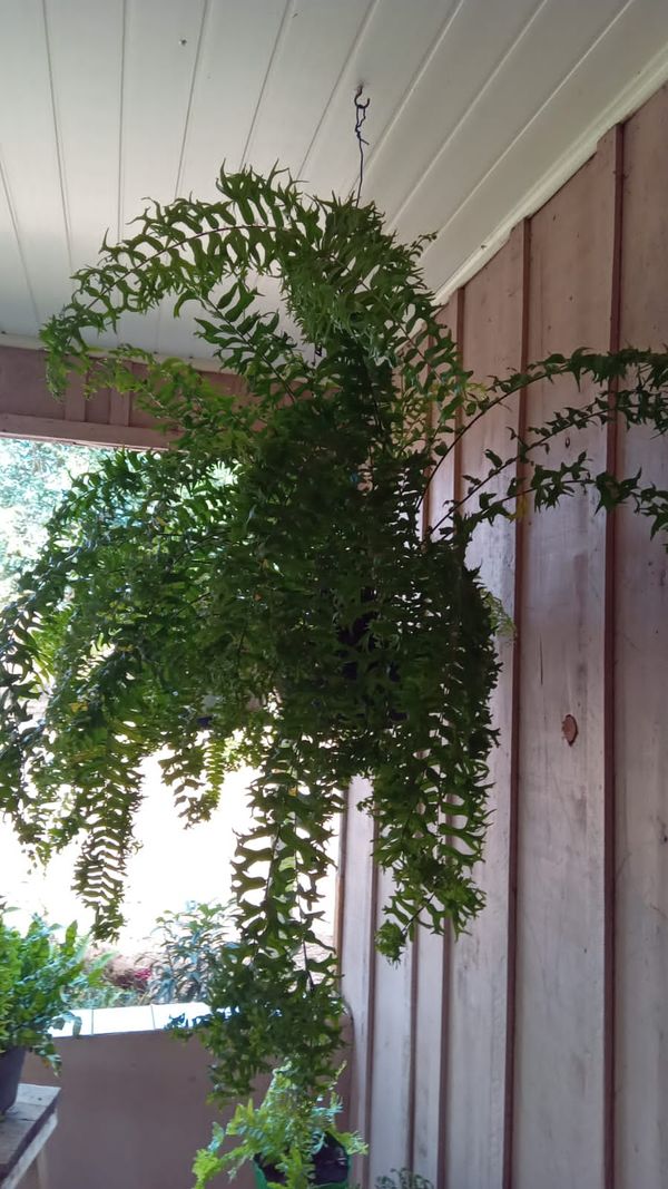 Identificação da planta Samambaia-espada por foto