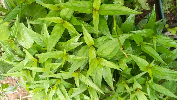 Identificação da planta Chambá por foto