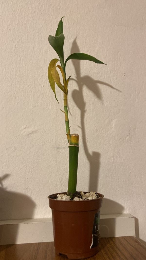 Identificação da planta Bambu da Sorte por foto