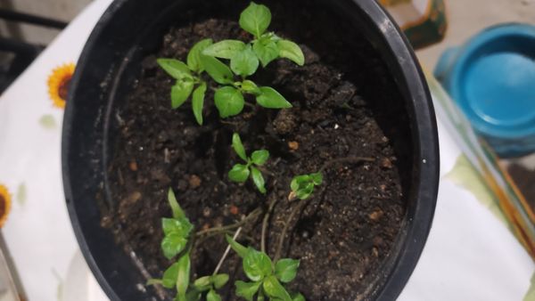 Identificação da planta Pimenta-de-cheiro por foto