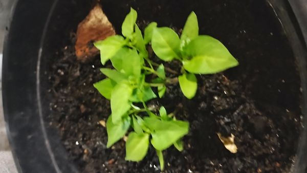 Identificação da planta Pimenta-de-cheiro por foto