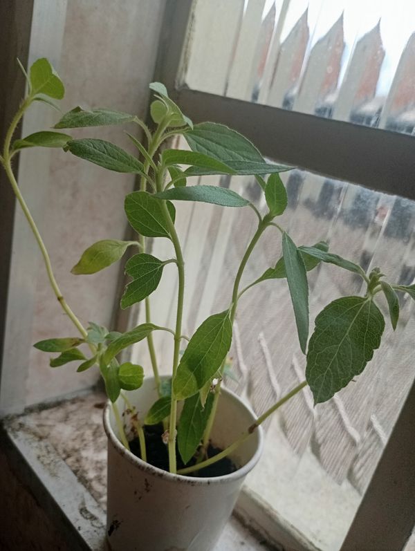 Identificação da planta Mini girassol por foto
