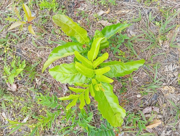 Identificação da planta Lixeira por foto