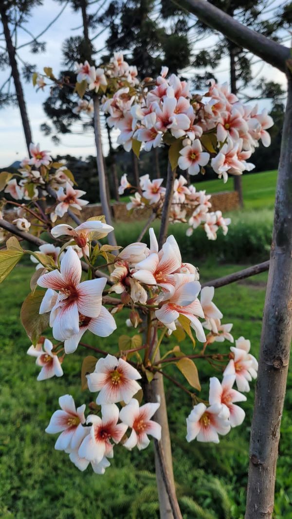 Identificação da planta Óleo de Tung por foto