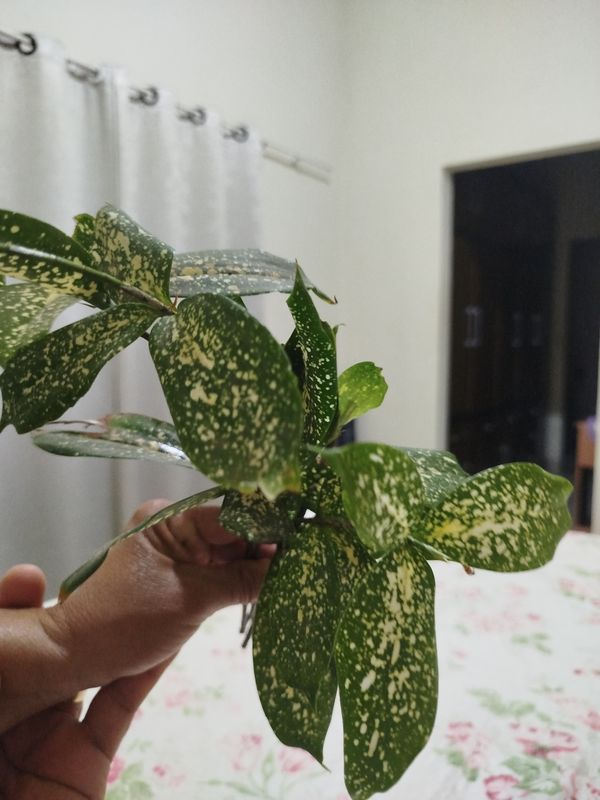 Identificação da planta Pleomele por foto