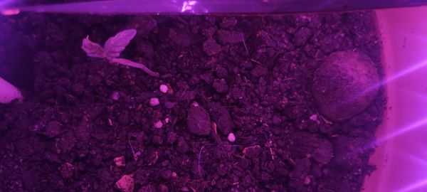 Identificação da planta Tomate por foto