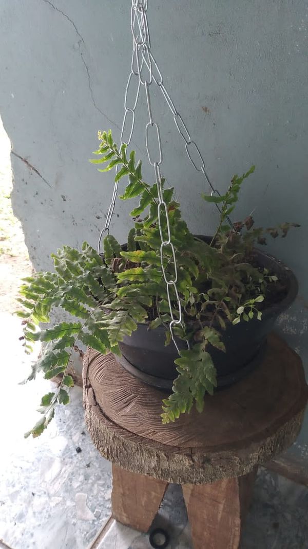 Identificação da planta SAMAMBAIA por foto