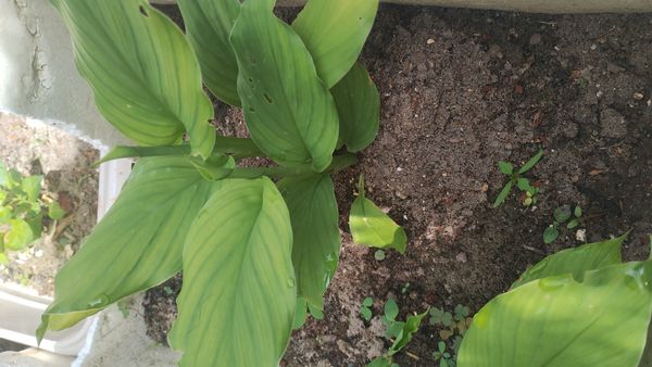 Identificação da planta Cúrcuma por foto