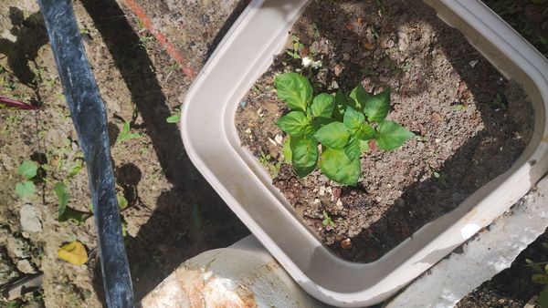 Identificação da planta Pimenta-de-cheiro por foto