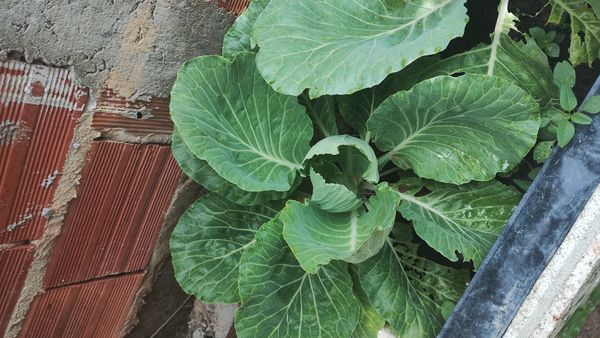 Identificação da planta Couve por foto