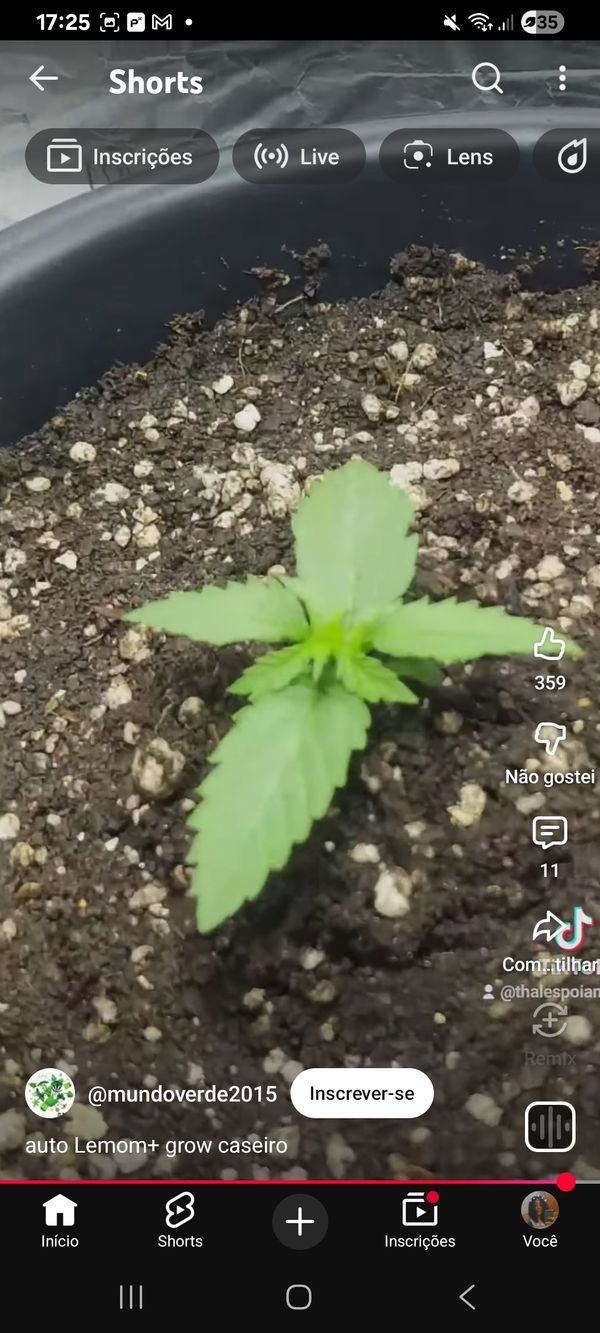 Identificação da planta Maconha por foto
