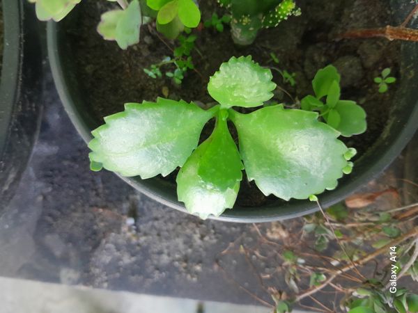 Identificação da planta Mãe de milhares por foto
