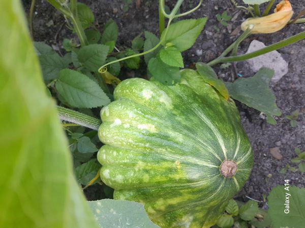 Identificação da planta Abóbora moranga por foto