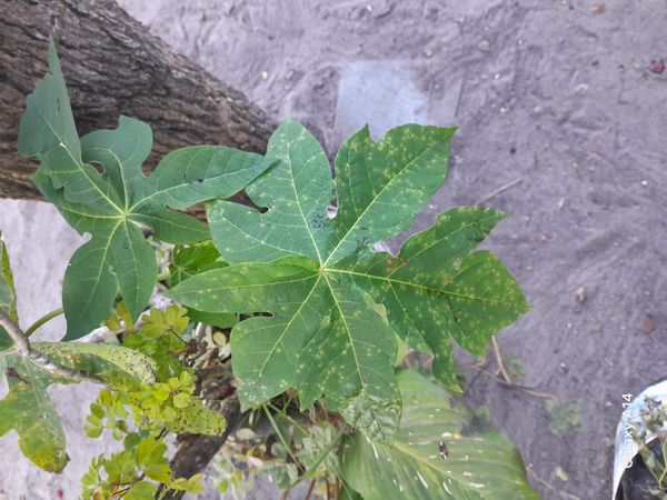 Identificação da planta Mamão por foto