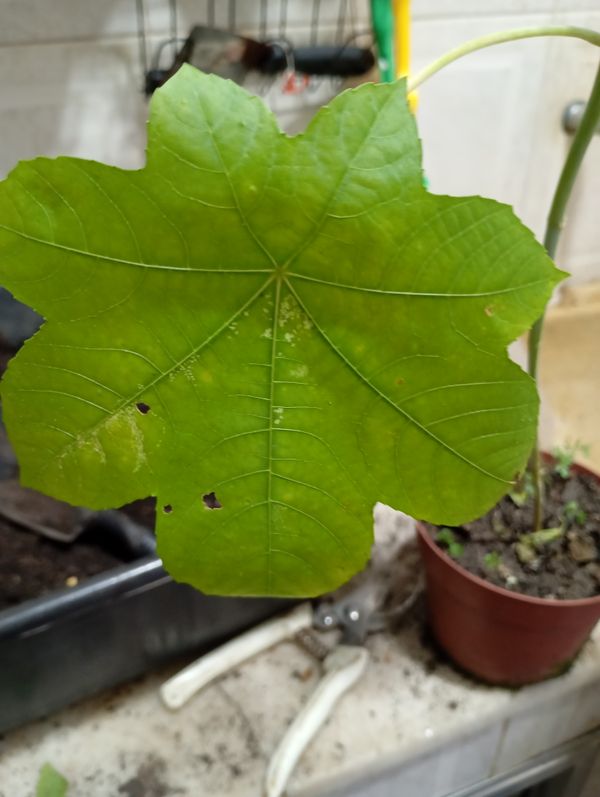 Identificação da planta Mamona por foto