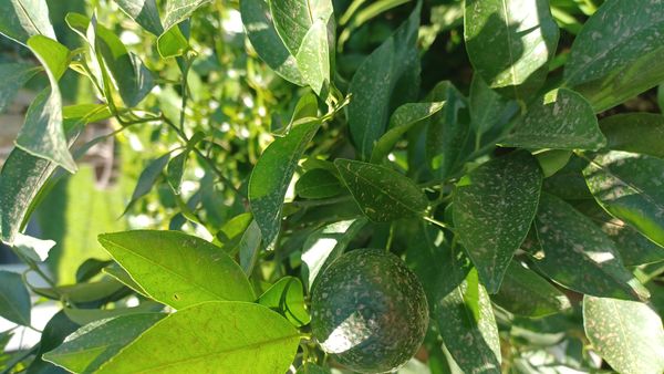 Identificação da planta Limão galego por foto