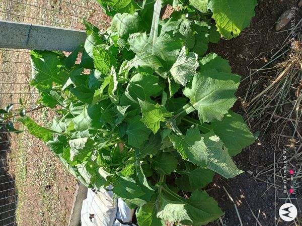 Identificação da planta Batata iacon por foto