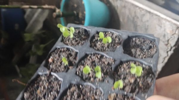 Identificação da planta Agrião por foto