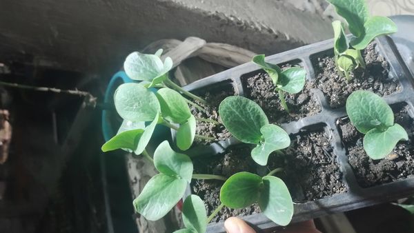 Identificação da planta Abóbora moranga por foto