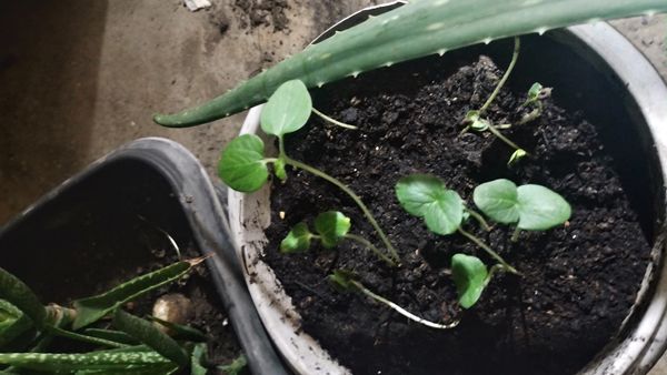 Identificação da planta Pepino por foto