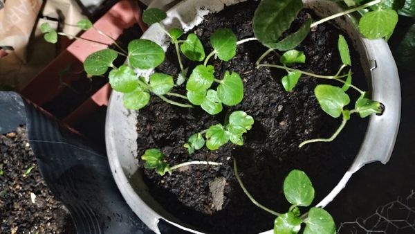 Identificação da planta Abóbora moranga por foto