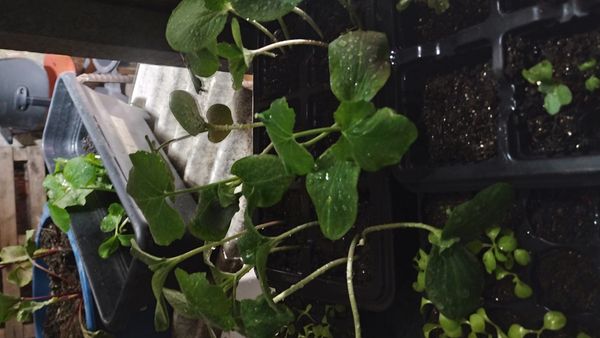 Identificação da planta Abóbora moranga por foto