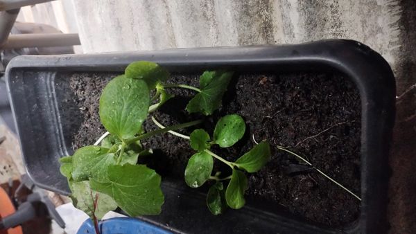 Identificação da planta Pepino por foto