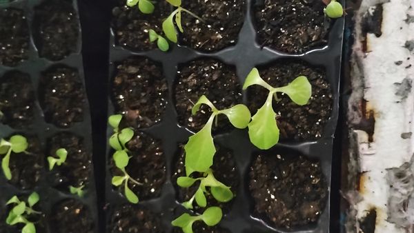 Identificação da planta Alface por foto