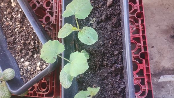 Identificação da planta Abóbora moranga por foto