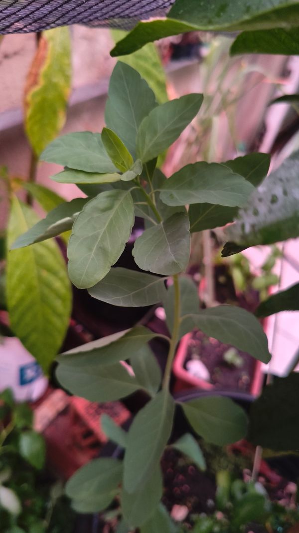 Identificação da planta Coração-de-galinha por foto