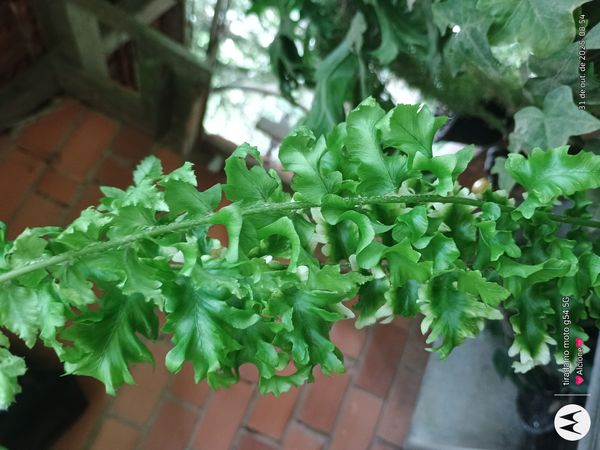 Identificação da planta Samambaia por foto