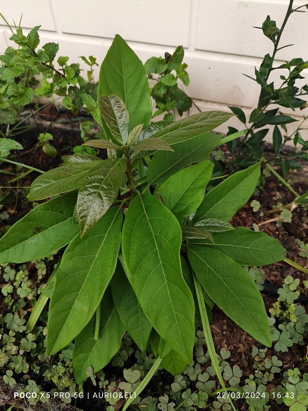 Identificação da planta Abacate por foto