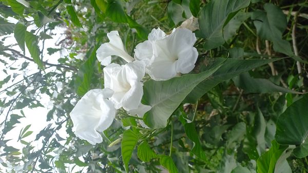 Identificação da planta Cansanção por foto