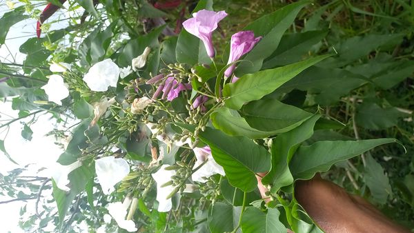 Identificação da planta Canudo-de-pito por foto